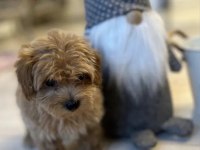 Oyuncak Gibi Maltipoo Bebeklerimiz