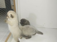 40 Günlük Scottish Fold Yavrular
