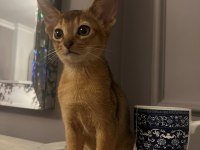 3 aylık orjinal habeş kedisi