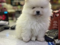 2,5 Aylık Pomeranian Boo