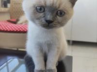 British shorthair kedisi