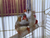 Hint Bülbülü Ankara Damızlık Takımlar