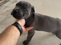 Blue Cane Corso Yavruları