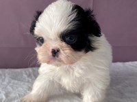 Teacup Mavi Göz Shih-Tzu Kızım