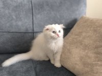 British Longhair Bebeklerim Yuva Arıyor