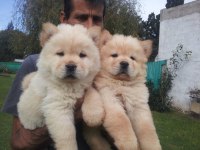 Chow Chow Köpeği Yavruları