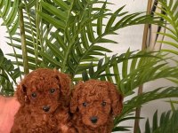 Toy poodle 2,5 aylık yavrular