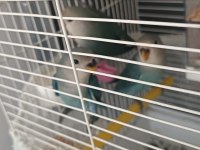 2.5 Aylik Sevda Papağanı