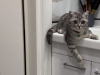 British shorthair 2 yaşında dişi kısırlaştırılmış