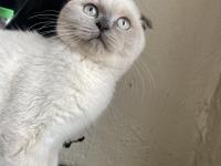 1 yaşında olan scottish blue point kedimiz sahiplendirilecektir