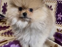 Teacup pomeranian boo kızımız
