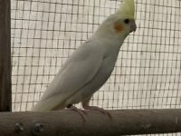 Ele Alıştırmalık Sultan Papağanı Bebekler