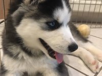 Maviş Sibirya Kurtları Sağlık Ve Irk Garantili