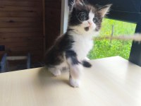 Tüm Aşı Ve Belgeleri İle Eksiksiz Dernek Kayıtlı Şecereli Maine Coon