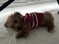 6 Aylık Yavru Maltipoo Köpeğimi Sahiplendiriyorum