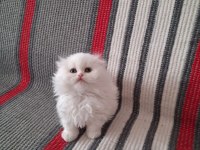 Sevgi Dolu British Longhair Bebekler Yeni Yuvalarını Arıyor