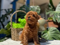 Teslime Hazır 2 Aylik Kore Poodle Bebekler