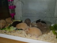 4 Haftalık Evcil Suriye Hamsterları Yeni Yuvalarını Bekliyor