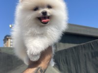 Ayı Surat Pomeranian Boo Yavrular