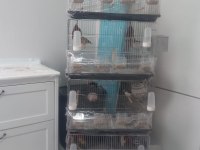 Anaç Damızlık Özel Renk İspinoz