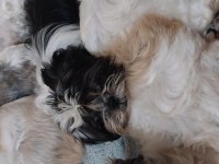 Shih Tzu Yavru Köpeği