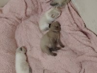 Scottish fold kedilerimiz