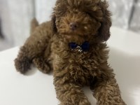 Toy Poodle 4 Aylık