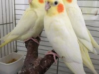 2025 Jumbo İri Boy 35 Günlük Yavru Lutino Sultan Papağanlar