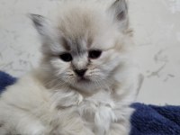 British Longhair Kardeşler Sahiplendirilecektir