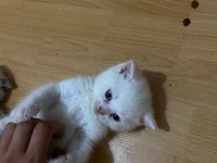 A Kalite British Shorthair Bebekler