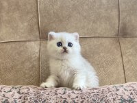 Irk Garantili Şecereli Anne Babanın British Bebeği