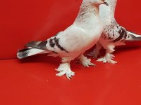 Şebap Mavi Çakmaklı Güvercin