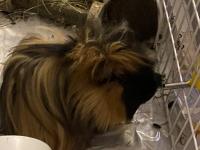 5 aylık guinea pig çifti