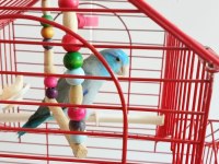 Erkek 3 aylık cennet (sevda) papağanı