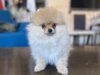 Mini Boy Pomeranian Boo Kızımız
