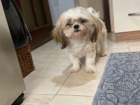 11 Aylık Dişi Shih-Tzu
