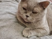 Kedimizi özel sebeplerden dolayı ücretsiz sahiplendiriyoruz