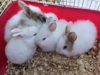 Türkiye'nin her iline gönderim yavru tavşanlar