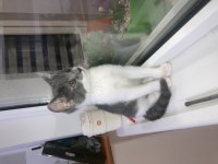 Asil British Shorthair Kız Yeni Yuvasını Arıyor