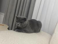 Ücretsiz Sahiplendirme Scottish Fold Kedimiz