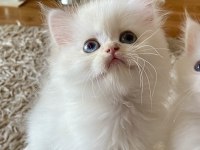 Şecereli British Longhair Blh Ny1133 Erkek