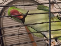 Evcil Alexander Papağanı Erkek