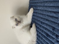 British Shorthair Yavruları