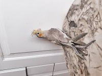 Sultan Papağanı Sahiplendirilecek