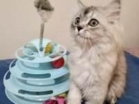 Safkan Chinchilla Yakışıklı Oğluşum