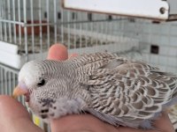 Kaliteli Muhabbet Yavrular Ele Alıştırmalık Konuşturmalık