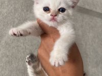 A Kalite British Yavrularımız Yeni Yuvalarına Kavuşmayı Bekliyor