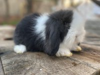 Hollanda Cüce Ve Mini Lop Tavşanlar Her Yere Gönderim