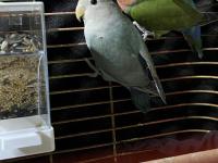 Takım sevda papağanı