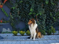 Rough collie (lassie) yavru